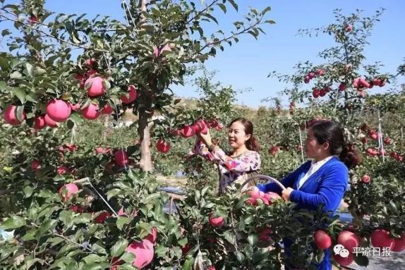 甘肅靈臺(tái)縣：蘋果紅了，果農(nóng)的錢袋子鼓了